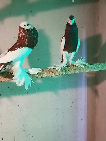 ramanov qoyun satisi: İtlər — 3