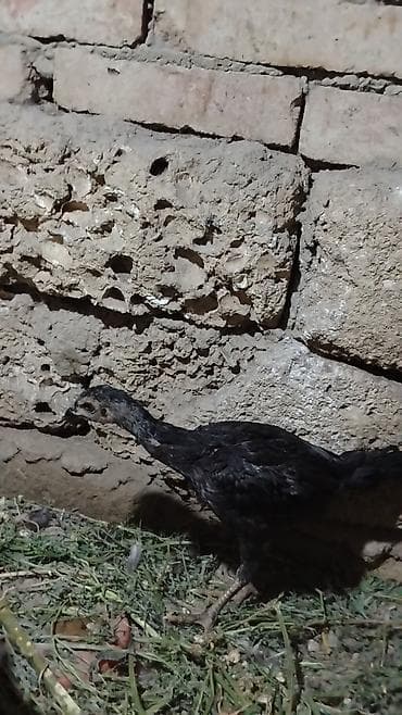 oh shamo: Toyuq cücələri, Damazlıq, Ünvandan götürmə — 3