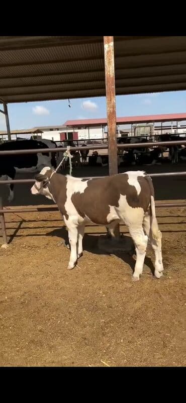 simental inekler satilir: Simental tipli buzov – ətlik-südlük istiqamətli - Rəng: qəhvəyi-ağ — 6