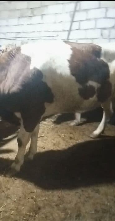 cücə və xoruz təmsil: Dişi, Simental, il: 1, 550 kq, Ətlik — 6