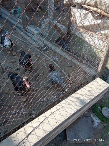 cins ineklerin qiymeti: Salam lal ördəklər satılır böyüklər 20-25 balacalar 15-18 manat cins — 2