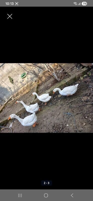 ev quşlari haqqinda melumat: Dişi, Ətlik — 3