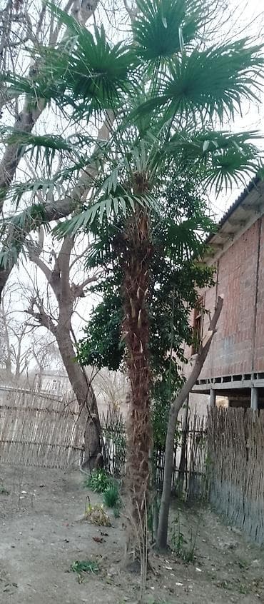 ucuz darvazalar: Satılır: Hündür dekorativ palma ağacı - Növ: Fan formalı yarpaqları — 1