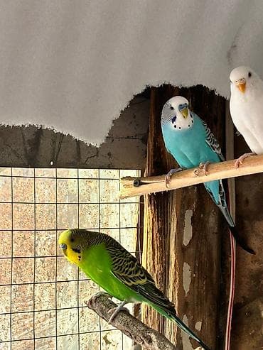 Амадины: 4 ədəd cütə hazır, tam sağlam və iri popuqaylar satılıır. tək-tək 12 — 3