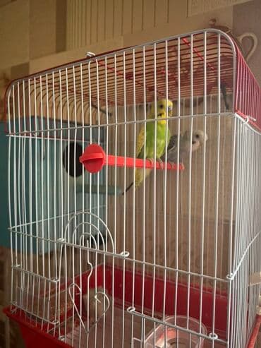 аксессуары для волнистых попугаев: Dalğalı tutuquşu üçün qəfəs dəsti - Material: metal barmaqlıqlar — 2