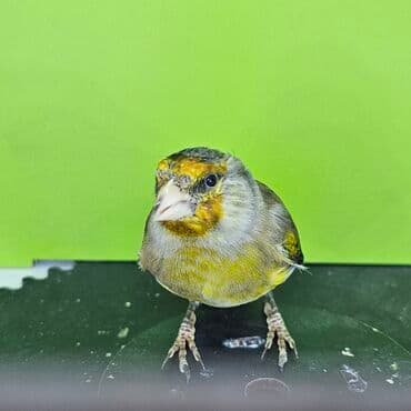 xarı bülbül rəngləmə: Gibrit erkək. Anası sarı bülbül atası şeqol Ev şəraitində dekorativ — 1