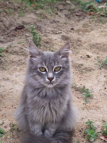 siam pişiyi qiyməti: Uzun tüklü boz pişik - Rəng: bərk boz (dumanı), bığ hissəsində və — 2