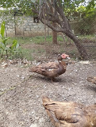Musk ördəkləri (Muscovy) – qəhvəyi-ağ ləkəli rəngdə, geniş həyət və — 3