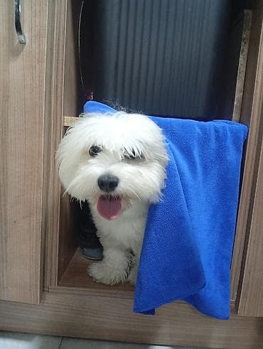 Digər heyvanlar: Malta bolonka, 2 il, Erkek, Peyvəndli, Ünvandan götürmə — 1