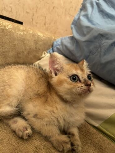 Digər heyvanlar: Britan — 2