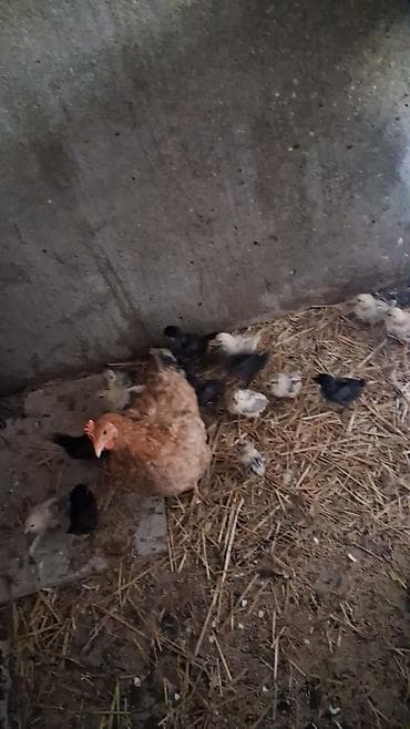quş adları: 16 cuce 1 ansi hamisin toyug cixarib 10 gunukdu cucler 80 manay cemi — 3