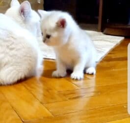 pişiklər bala: Britan, Erkək, Yaxşı əllərə, Ünvandan götürmə — 3