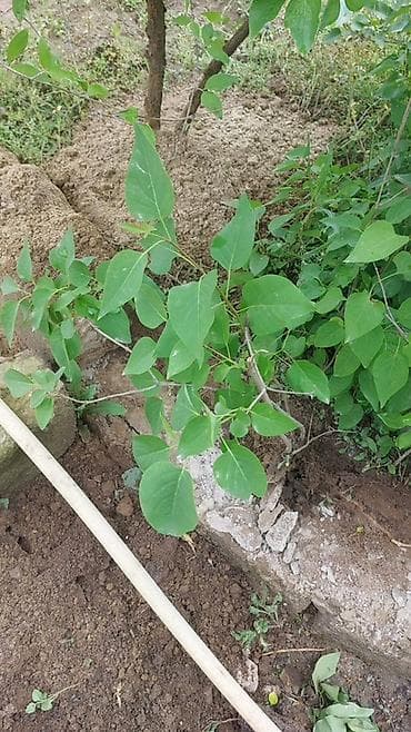 kələm gulu: Məhsul: Yasəmən (Syringa) kolu – canlı dekorativ bitki Böyük 8azn — 2