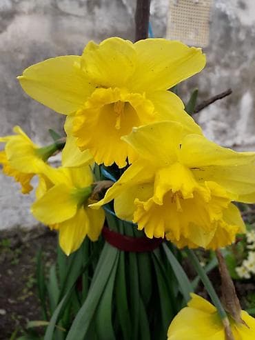 sor: Nərgiz soğanaqları – iriçiçəkli sortlar - Rəng çeşidləri: • Ağ — 4