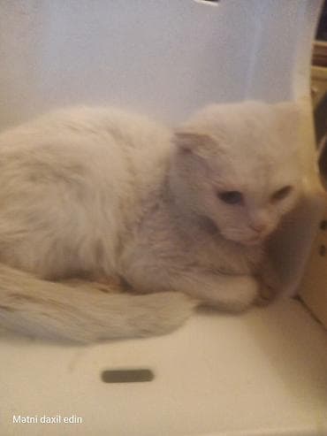 Heyvanlar üçün mallar: Şotland yastı qulaq, Yaxşı əllərə — 3