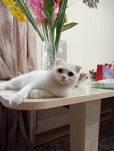 ev heyvanları: Şotland yastı qulaq — 10