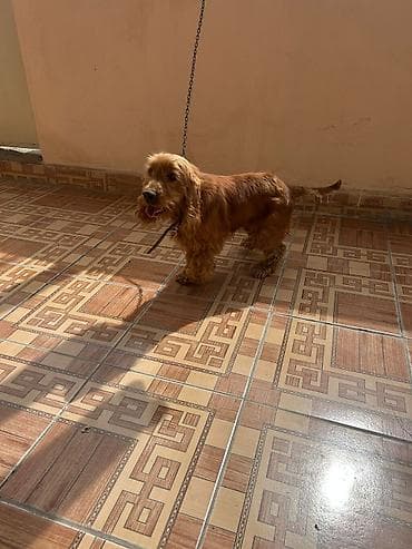 spits itleri: Koker spaniyel, Erkek — 1