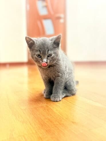 pişiyler: Boz tüklü, qısa tüklü balaca pişik balası təqdim olunur. Qarışıq — 3