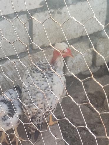 afcarka iti qiymeti: Sifariş üçün yerli fermada bəslənən toyuqlar Məhsul təsviri: - Ev — 4