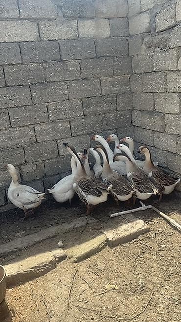 Linda ve Kuban qazlari Disi qazlar hazirda yumurtlayir 2 ilin