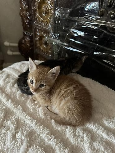 bala pitbul: Tabbi, Yaxşı əllərə — 2