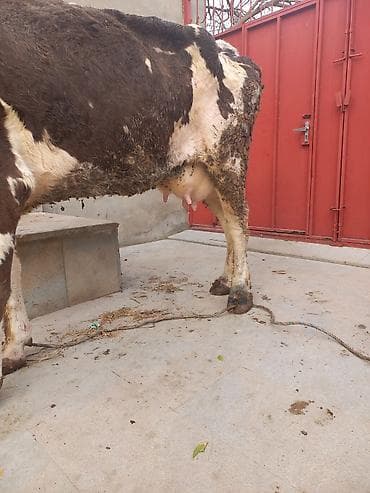 tap az itler kangal: Balasiz Tek 14/15 lt sud — 3