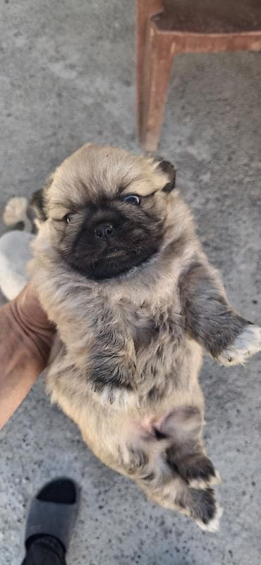 ovcarka satilir: Pekines, 1 ay, Dişi, Peyvəndli, Rayonlara çatdırılma — 3