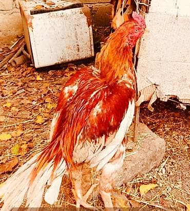 Кошки: Salam bu heyvanlarim yumurtaları satılır temiz qan heyvandilar isdeyen — 1