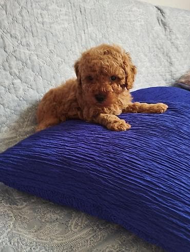 it itib: Pudel, 2 ay, Erkek — 6