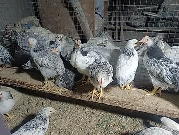 İtlər: Toyuq, Ətlik, Ünvandan götürmə — 3