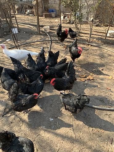 Pişiklər: Toyuq, Australorp, Damazlıq, Ünvandan götürmə — 7