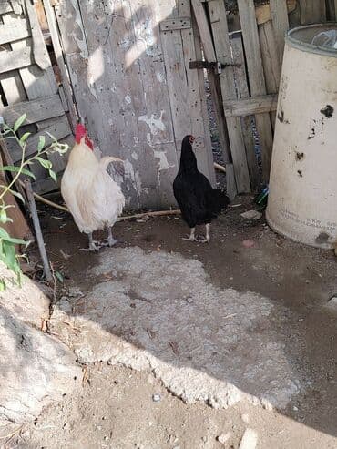 həyət qazı: Ağ rəngli avstrolop xoruz - Rəng: krem-ağ tüklər, iri qırmızı daraq — 9