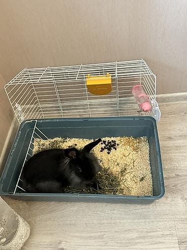 balaca heyvanlar: Dekorativ ev dovşanı və qəfəs dəsti - Cins: uzun tüklü dekorativ — 2