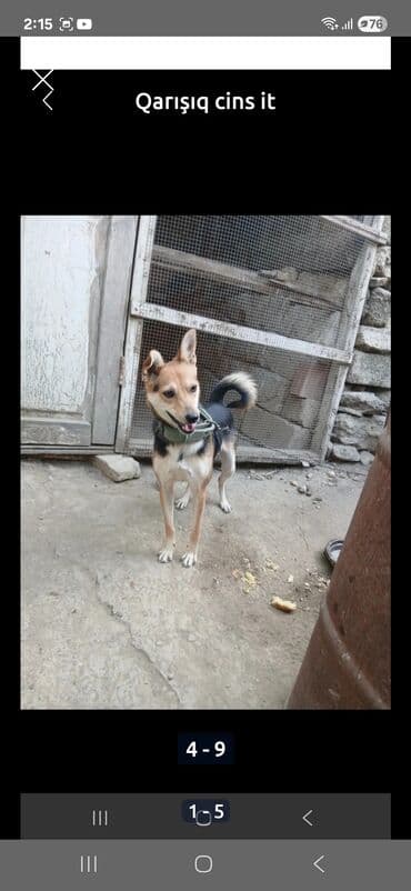 itlerin satiwi: Zvonok, 2 ay — 1