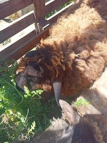 sane keci: Erkək, Qala, il: 1, Damazlıq, Ətlik, Ünvandan götürmə — 2