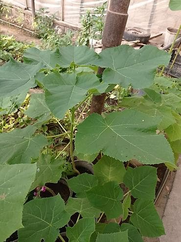 Çöl bitkiləri: Pavloniya (Adəm agaci)ağacları satılır .dunyanin ən tez böyüyən — 2