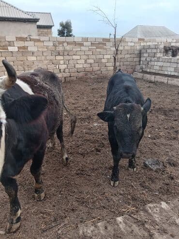 Məhsul: 2 baş iri buynuzlu heyvan Xüsusiyyətlər: - Növ: Mal-qara (1 — 3