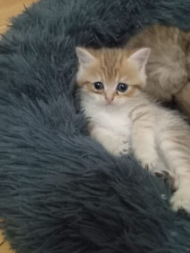 купить сибирского котёнка: Шиншилла, Платная доставка — 2