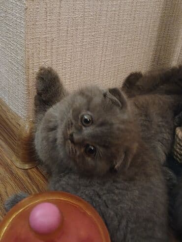 вислоухие коты серые: Шотладская вислоухая — 4