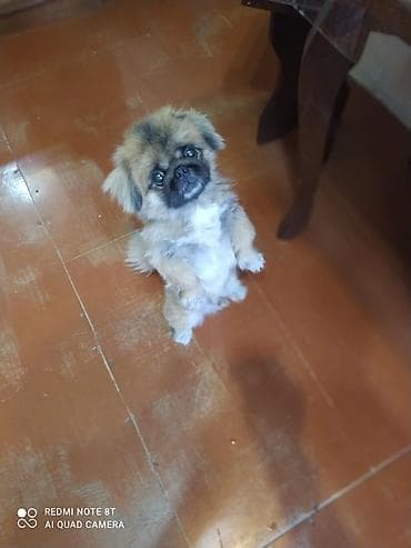 Pekines, 2 il, Erkek, Peyvəndli, Ünvandan götürmə