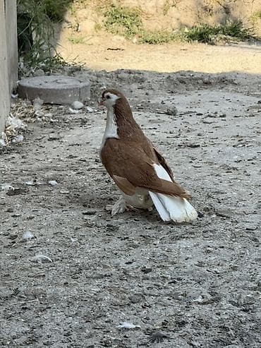 bala pişik ucuz: Erkey delfin satilir ciddi alicilar elaqe saxlasin — 1