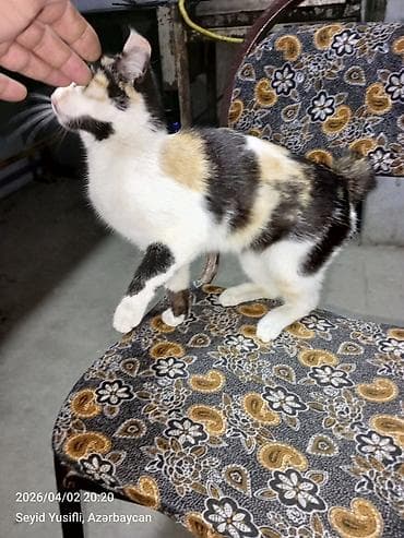 xacmaz heyvan bazari: Dişi, Yaxşı əllərə — 2