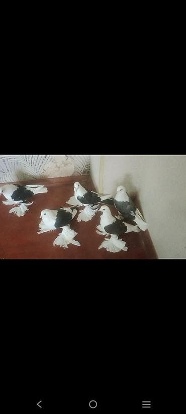 goyercin satişi baki: Qoşa çep uzun lelekliler 5 ededi 2bala 1 maya baladan qizma erkek — 3