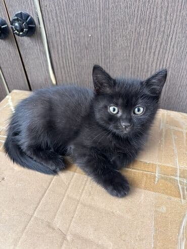 rus mavisi pişik satışı: Rus mavi, Yaxşı əllərə, Ünvandan götürmə — 2