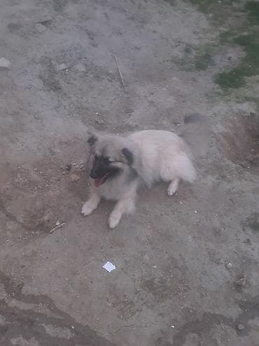 İt – tüklü, iri ölçülü gözətçi tipli - Cins: iri, tüklü, qara-qumral — 1