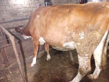 Keçi, çəpiş: Südlük inəklər - Cins: Qarışıq südlük tip (qara-ağ alacalı və — 4