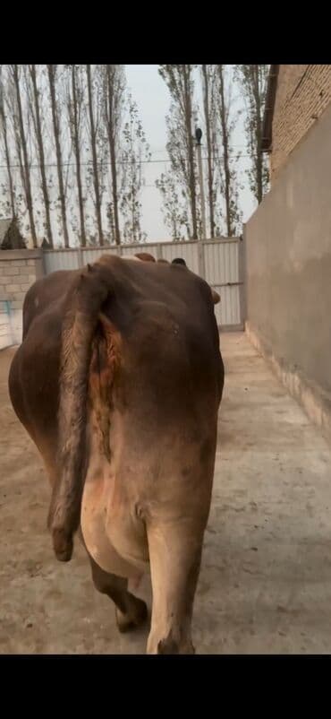 xaçmazda inəklər: Simental tipli inək və buzov dəsti - Cins/Tip: Simental (qəhvəyi — 4