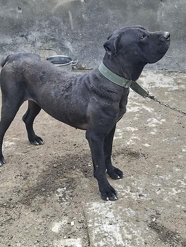 pekines satilir: Kane-Korso, 10 ay — 8