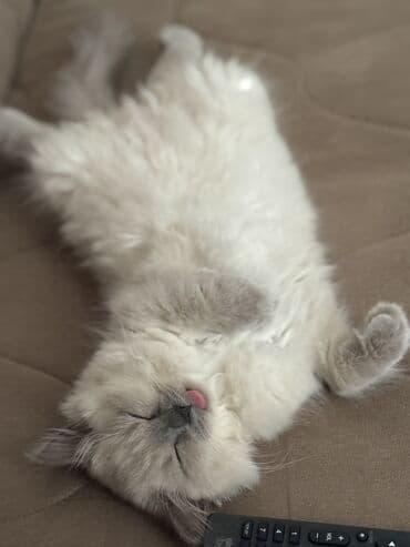 pişik sahiblendirme: Şinşilla, Erkək, Cütləşmə üçün — 8