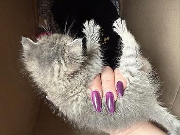 Kiçik bir pişik balası tapdım… blokda ilişib qalmışdı və yazıq-yazıq